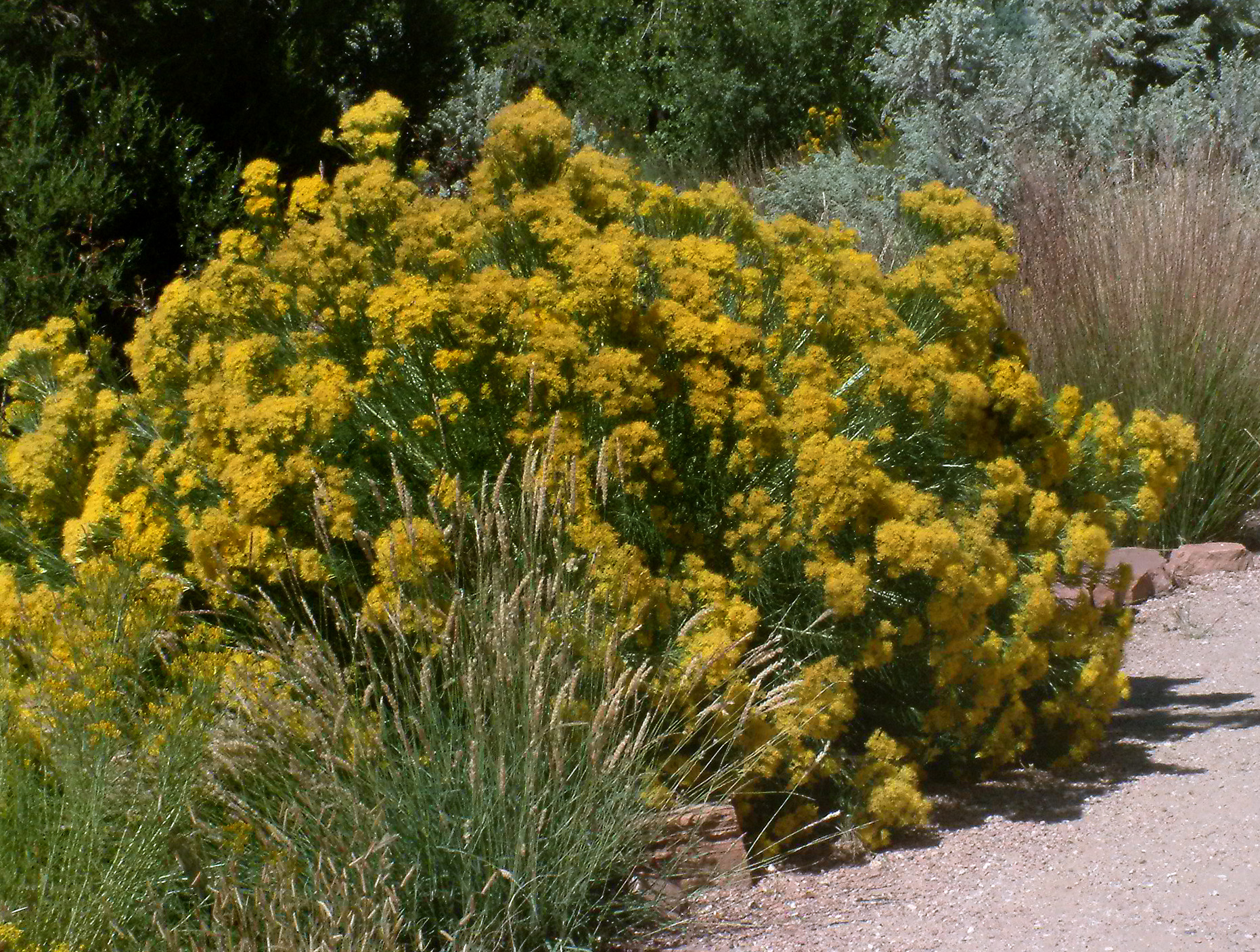 Tall Rabbitbrush